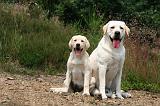 LABRADOR 1245